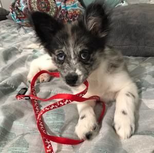 Meet your Posher, Ann